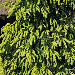 Early Gold Picea orientalis Świerk kaukaski 2