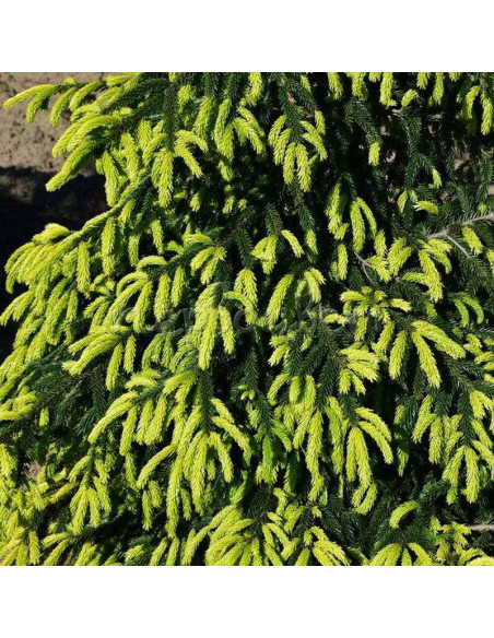 Świerk kaukaski Picea orientalis Early Gold