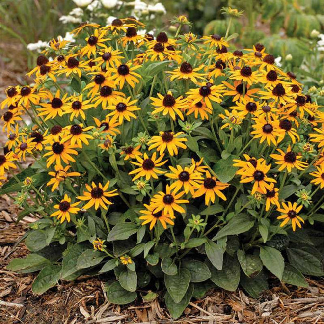 Little Goldstar Rudbekia Rudbeckia