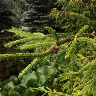 Świerk kaukaski Compacta Picea orientalis