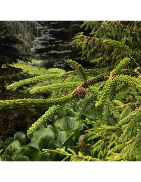 Świerk kaukaski Compacta Picea orientalis