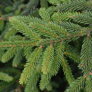 Świerk kaukaski Compacta Picea orientalis 2