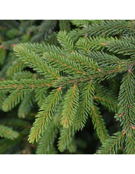 Compacta Picea orientalis Świerk kaukaski