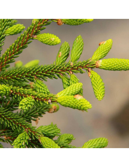 Świerk kaukaski Picea orientalis Compacta