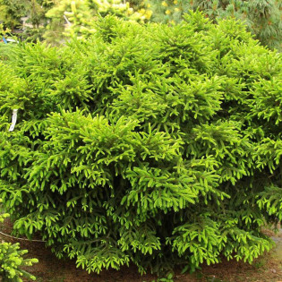 Barnes Picea orientalis Świerk kaukaski
