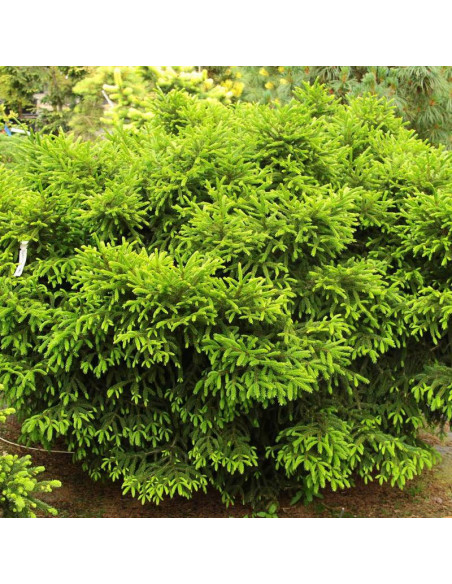 Barnes Picea orientalis Świerk kaukaski