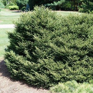 Barnes Picea orientalis Świerk kaukaski 2