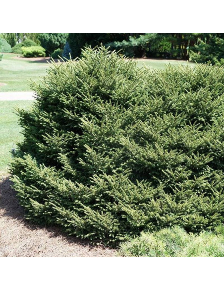 Świerk kaukaski Barnes Picea orientalis