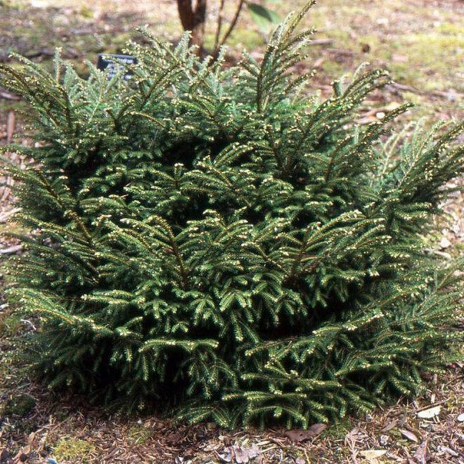 Świerk kaukaski Picea orientalis Barnes