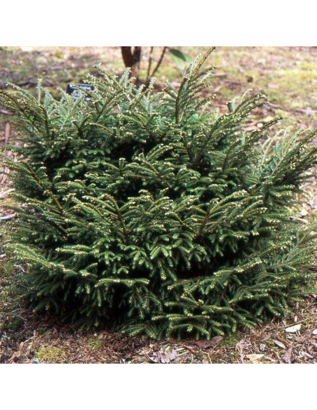 Świerk kaukaski Picea orientalis Barnes