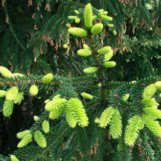 Aureospicata Picea orientalis Świerk kaukaski