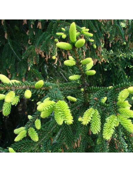 Aureospicata Picea orientalis Świerk kaukaski