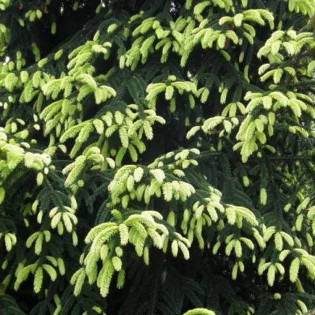 Aureospicata Picea orientalis Świerk kaukaski 2