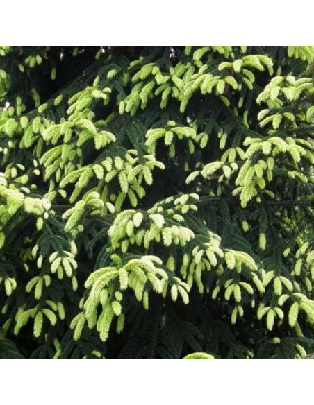 Świerk kaukaski Aureospicata Picea orientalis