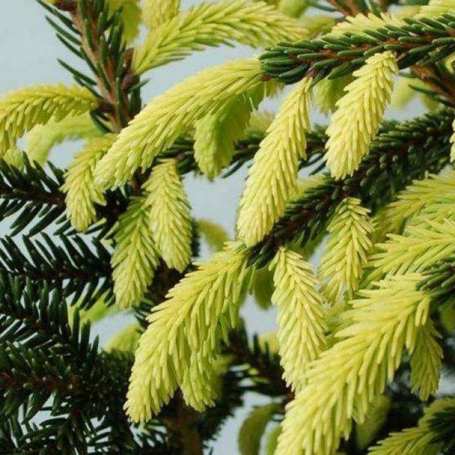 Świerk kaukaski Picea orientalis Aureospicata