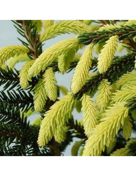 Świerk kaukaski Picea orientalis Aureospicata