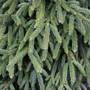 Świerk kaukaski Atrovirens Picea orientalis
