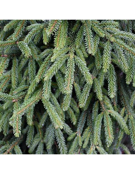 Świerk kaukaski Atrovirens Picea orientalis