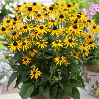 Little Goldstar Rudbekia Rudbeckia 2