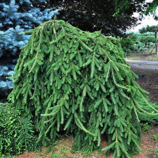 Świerk kaukaski Atrovirens Picea orientalis 2