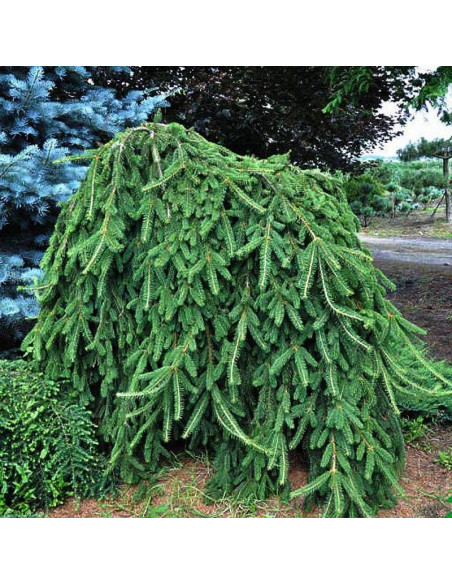 Atrovirens Picea orientalis Świerk kaukaski