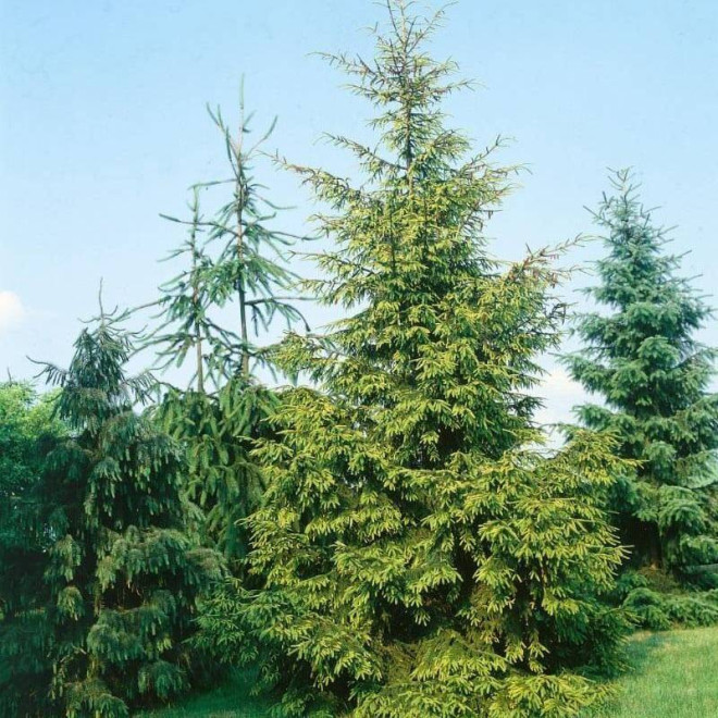 Świerk kaukaski Picea orientalis Świerk kaukaski Picea orientalis