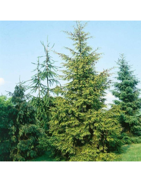 Świerk kaukaski Picea orientalis