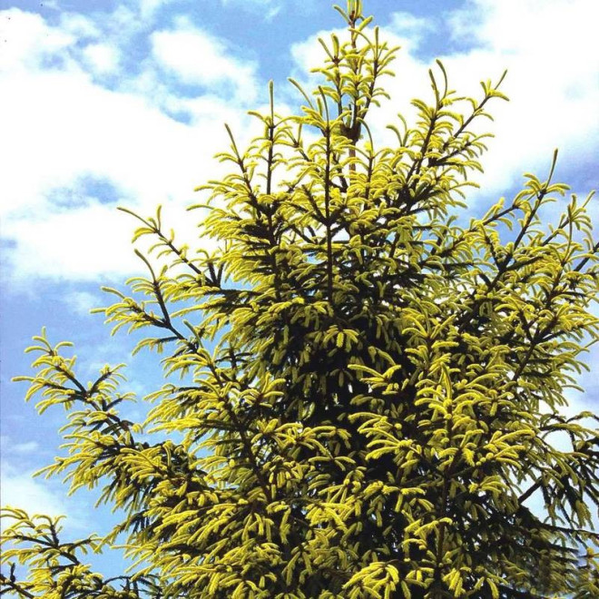 Picea orientalis Świerk kaukaski Picea orientalis Świerk kaukaski