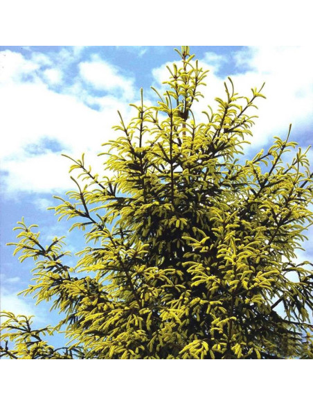 Picea orientalis Świerk kaukaski