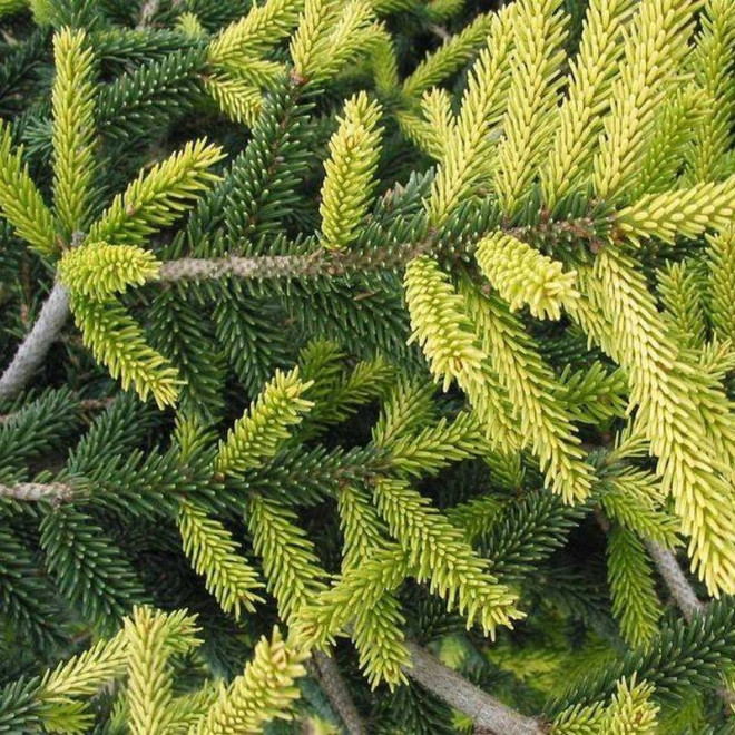 Świerk picea Orientalis kaukaski Świerk picea Orientalis kaukaski