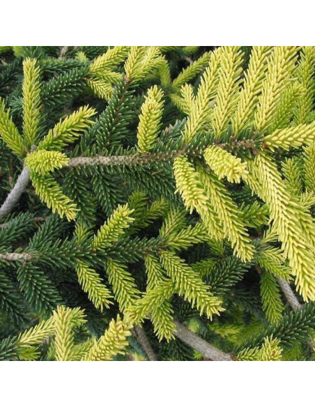 Świerk picea Orientalis kaukaski