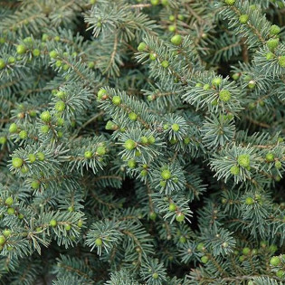 Nana Picea mariana Świerk czarny