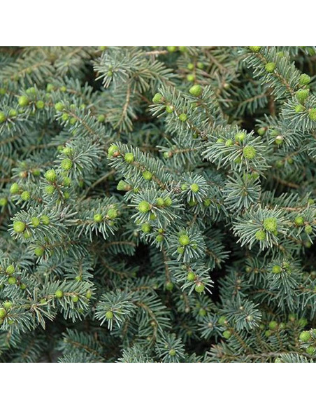 Nana Picea mariana Świerk czarny