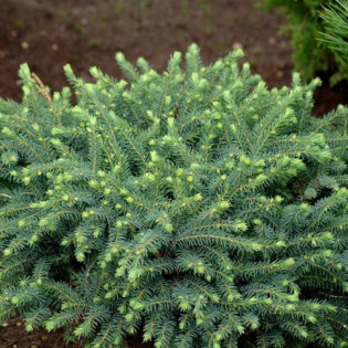 Nana Picea mariana Świerk czarny 2