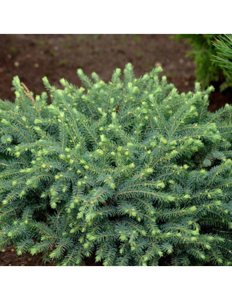 Świerk czarny Nana Picea mariana