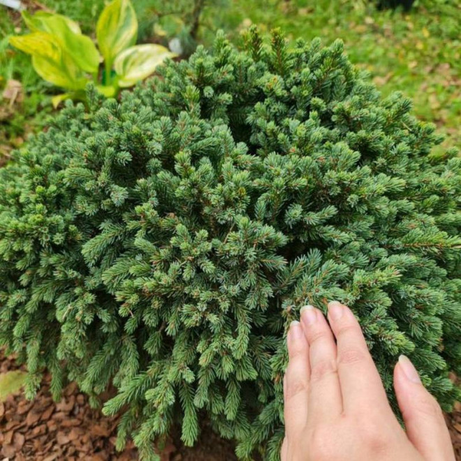 Świerk czarny Picea mariana Nana