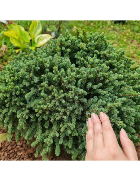 Świerk czarny Picea mariana Nana