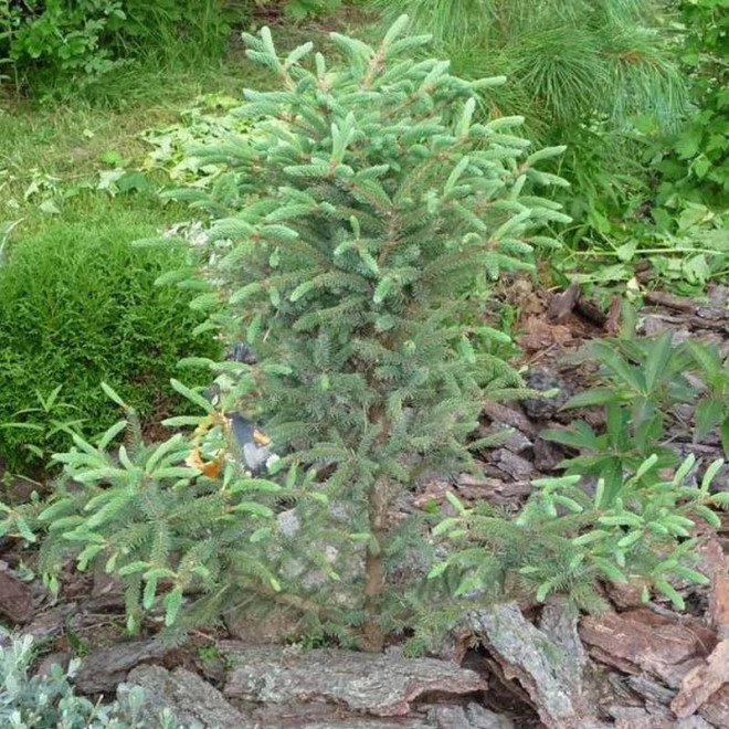 Beissneri Picea mariana Świerk czarny Beissneri Picea mariana Świerk czarny