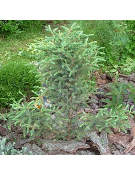 Beissneri Picea mariana Świerk czarny