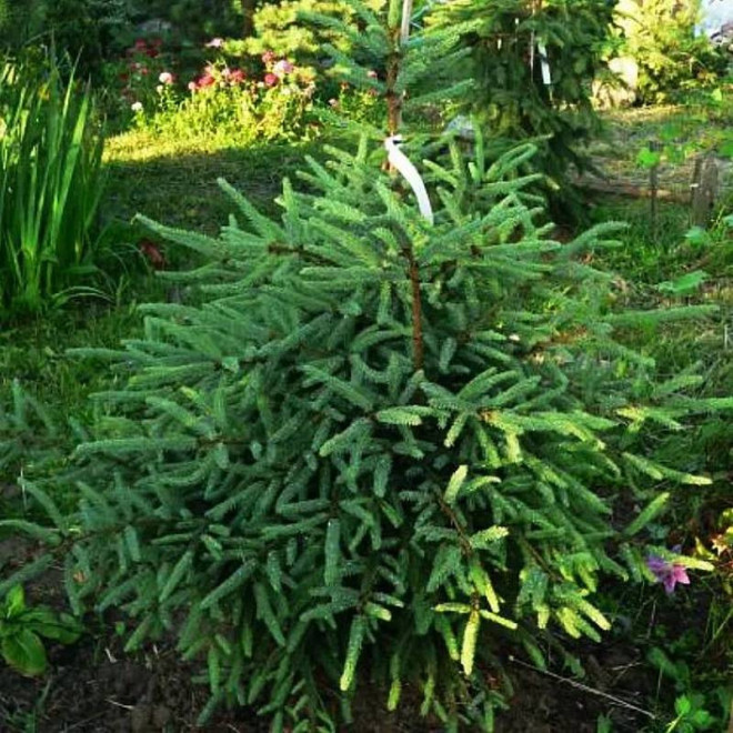 Świerk czarny Beissneri Picea mariana Świerk czarny Beissneri Picea mariana