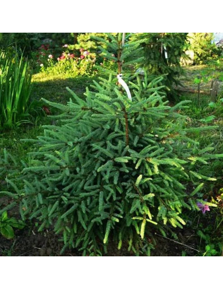 Świerk czarny Beissneri Picea mariana