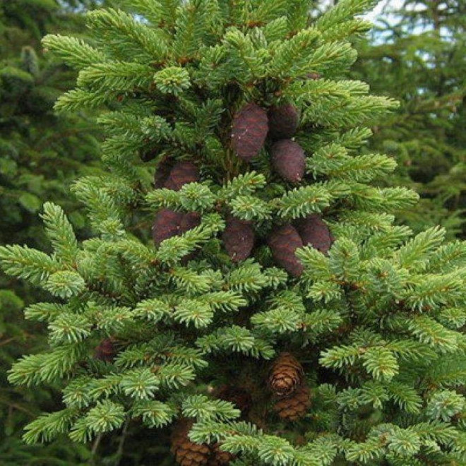 Świerk czarny Picea mariana Beissneri Świerk czarny Picea mariana Beissneri