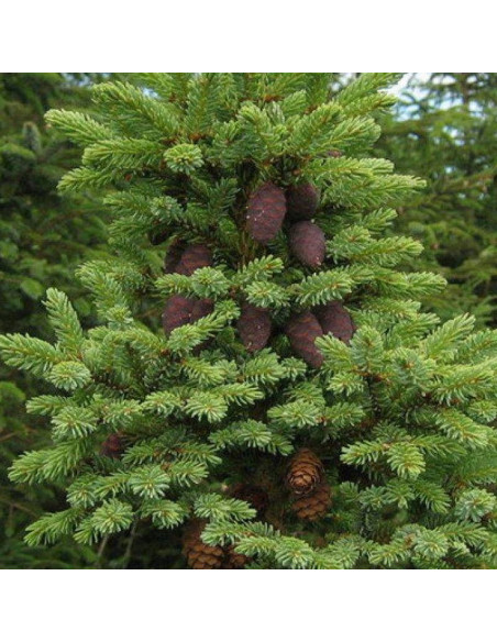 Świerk czarny Picea mariana Beissneri