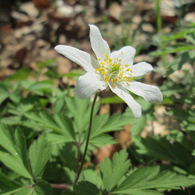 Zawilec gajowy Anemone nemorosa