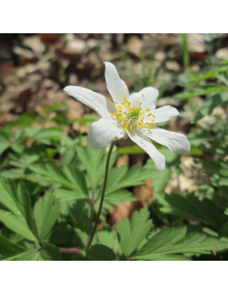Zawilec gajowy Anemone nemorosa