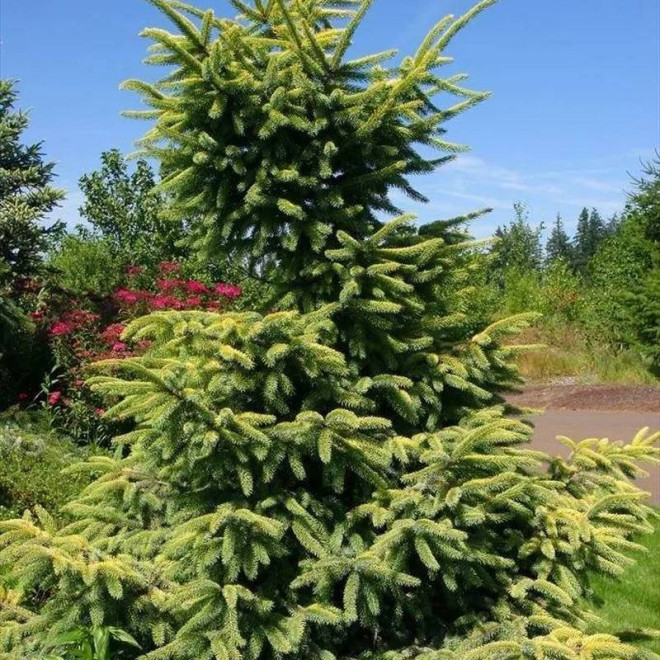 Świerk czarny Aureovariegata Picea mariana Świerk czarny Aureovariegata Picea mariana