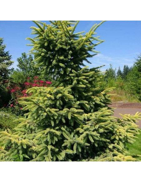 Świerk czarny Aureovariegata Picea mariana