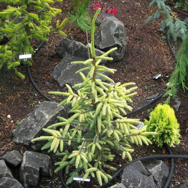 Aureovariegata Picea mariana Świerk czarny Aureovariegata Picea mariana Świerk czarny