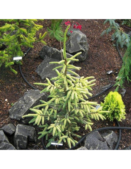 Aureovariegata Picea mariana Świerk czarny