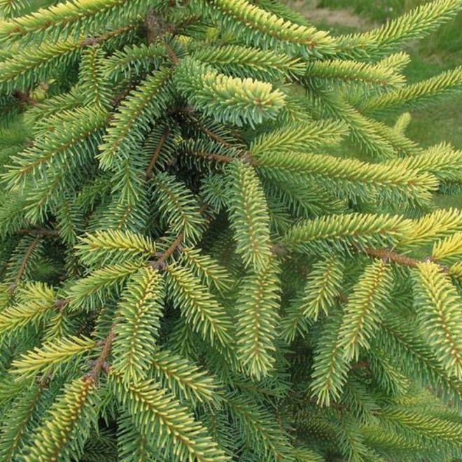 Świerk czarny Picea mariana Aureovariegata Świerk czarny Picea mariana Aureovariegata